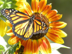 butterflysunflower188_v